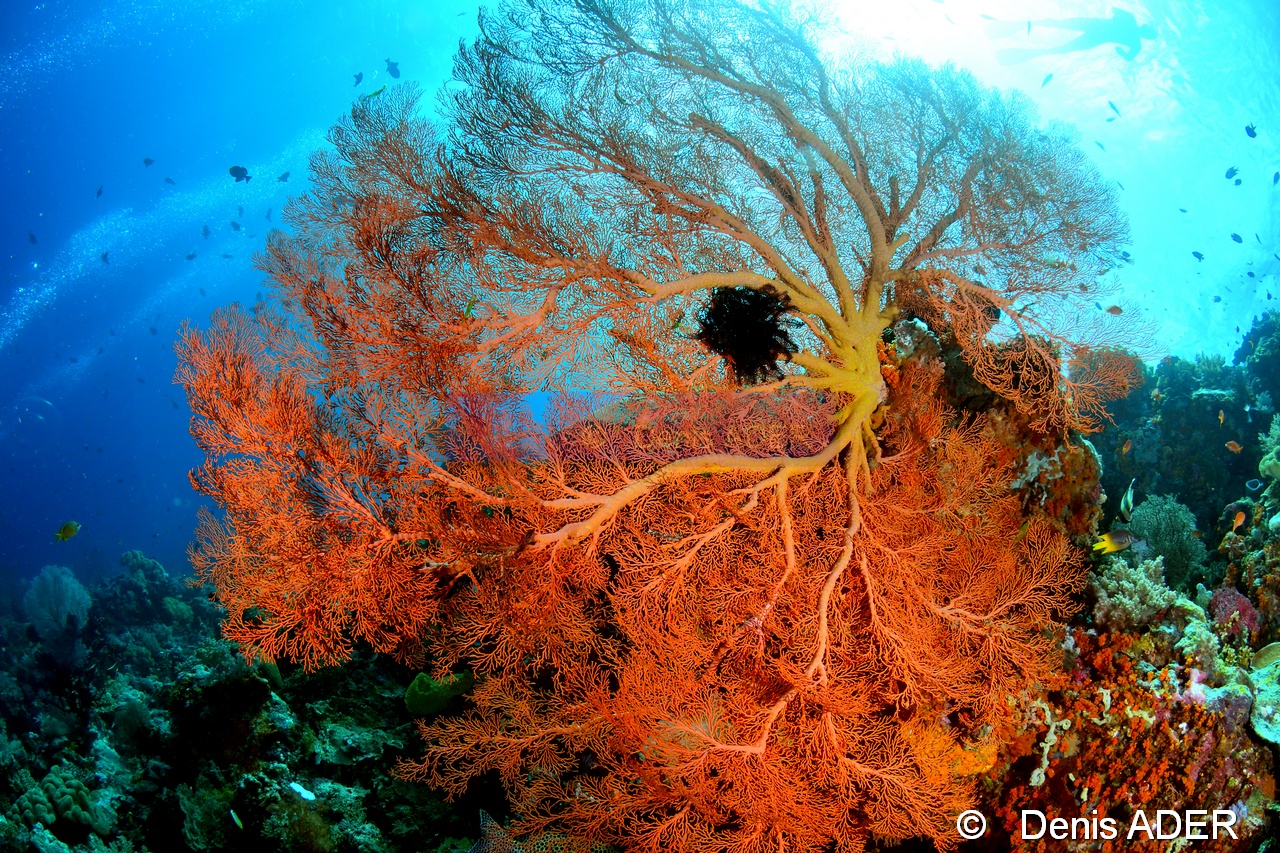 Melithaea ochracea-Ambiance-Wakatobi Sawa Cornucopia-6m-20180528-Denis-ADER-DSC_1499_tn.jpg
